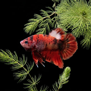 Betta plakat isased // Plakat Beta
