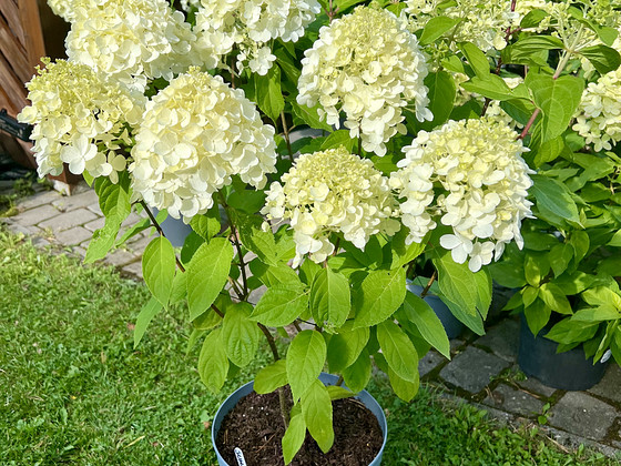 Aedhortensia ‘ Summer snow’