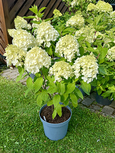 Aedhortensia ‘ Summer snow’ (1 foto / 4)