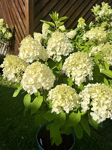 Aedhortensia ‘ Summer snow’ (2 foto / 4)