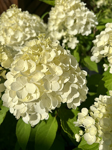 Aedhortensia ‘ Summer snow’ (3 foto / 4)