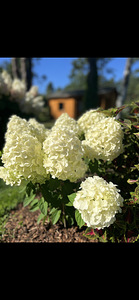 Aedhortensia ‘ Summer snow’ (4 foto / 4)