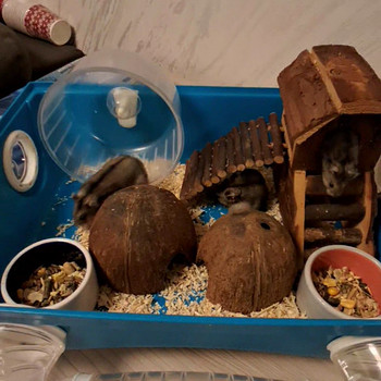 Hamster.