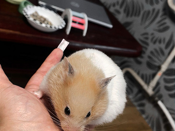 Хомяки/Hamster