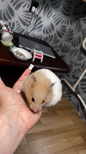 Хомяки/Hamster (1 фото из 2)
