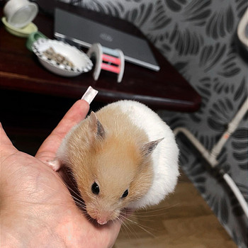 Хомяки/Hamster