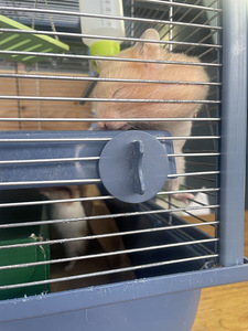 Хомяки/Hamster (2 фото из 2)