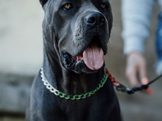 Cane Corso