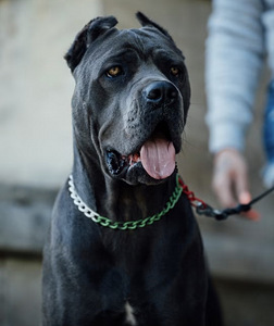 Cane corso (1 foto / 1)