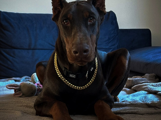 Dobermanni preili otsib partnerit