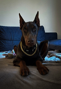 Dobermanni preili otsib partnerit (1 foto / 1)