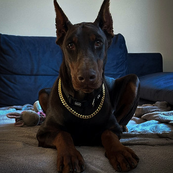 Dobermanni preili otsib partnerit