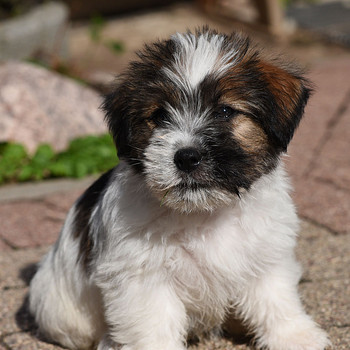 Jack Russelli terjer (FCI/LKF)