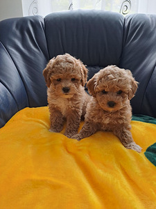 Maltipoo (1 foto / 4)