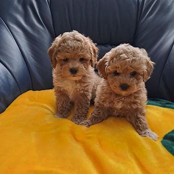 Maltipoo