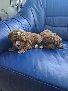 Maltipoo (2 foto / 4)