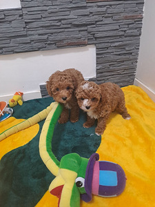 Maltipoo (3 foto / 4)
