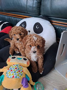 Maltipoo (4 foto / 4)