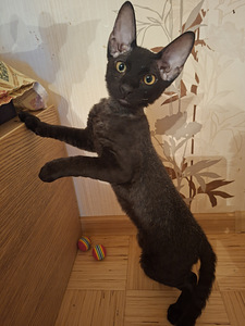 Котенок Донского сфинкса (1 фото из 1)
