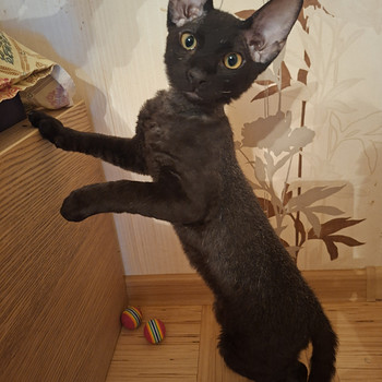 Котенок Донского сфинкса