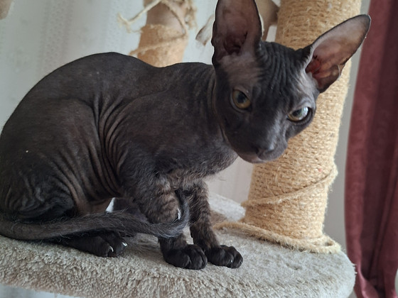 Котенок Донского сфинкса