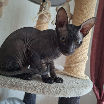 Котенок Донского сфинкса