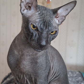 Котенок Донского сфинкса