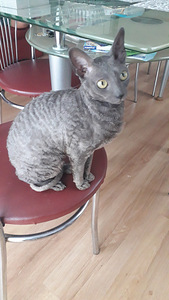 Корниш-рекс (3 фото из 4)