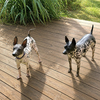 American hairless terrier