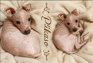 American hairless terrier (3 foto / 9)