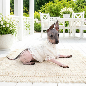 American hairless terrier (2 foto / 9)
