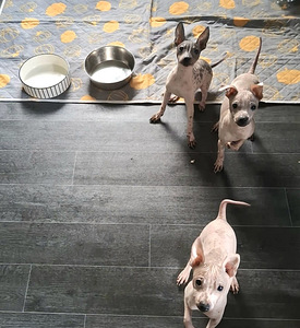 American hairless terrier (6 foto / 9)