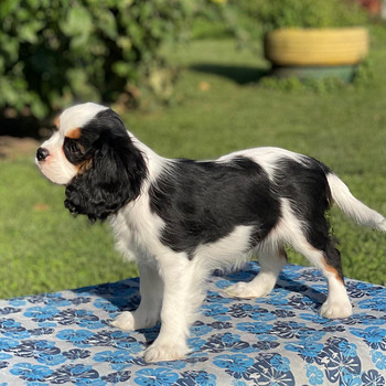 Cavalier King Charles spaniel