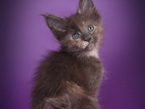 Maine coon kissanpennut