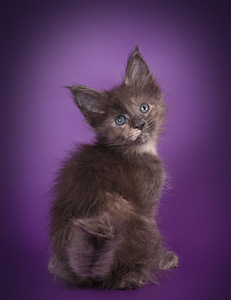 Maine coon kissanpennut (1 valokuva sivusta 9)