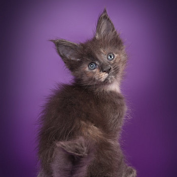 Maine coon kissanpennut