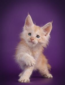 Maine coon kissanpennut (3 valokuva sivusta 9)