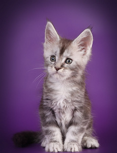 Maine coon kissanpennut (4 valokuva sivusta 9)