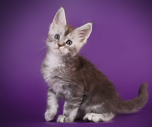 Maine coon kissanpennut (2 valokuva sivusta 9)