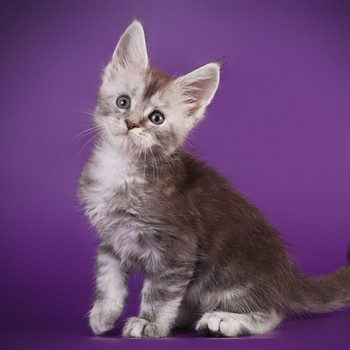 Maine coon kissanpennut