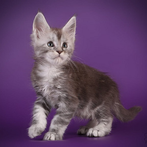 Maine coon kissanpennut (5 valokuva sivusta 9)