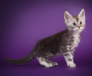 Maine coon kissanpennut (6 valokuva sivusta 9)