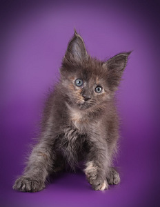 Maine coon kissanpennut (7 valokuva sivusta 9)