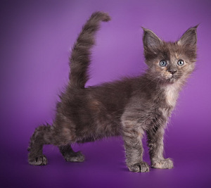 Maine coon kissanpennut (8 valokuva sivusta 9)