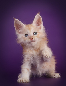 Maine coon kissanpennut (9 valokuva sivusta 9)