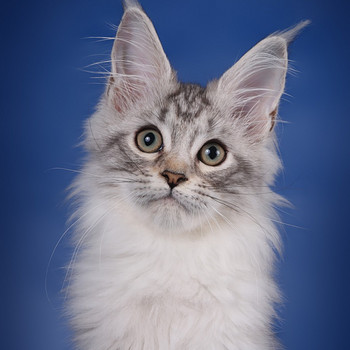 Maine coon kissanpennut