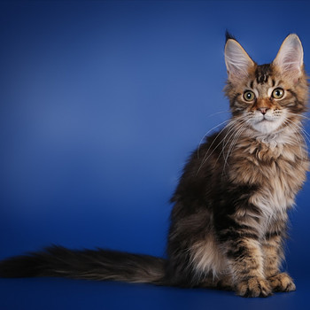 Maine coon kissanpennut