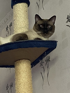 Тайский котик ждёт в гости подружку (1 фото из 1)
