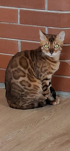Бенгальские котята (6 фото из 6)