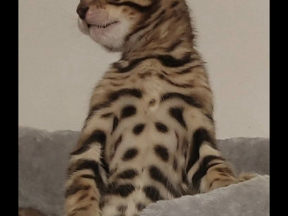 Бенгальские котята